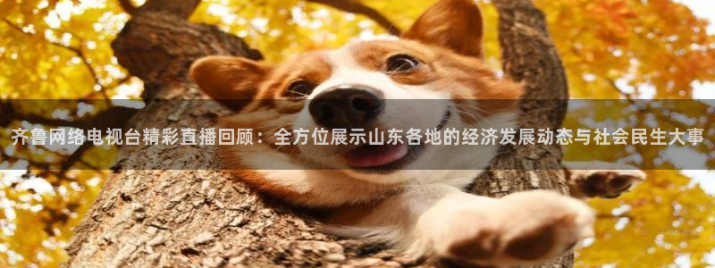 山猫直播在线观看：齐鲁网络电视台精彩直播回顾：全方位展示山东各地的经济发展动态与社会民生大事