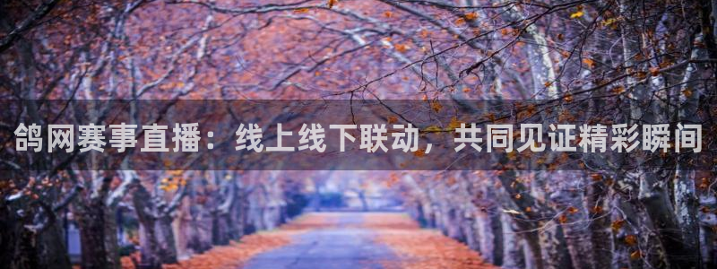 山猫体育篮球直播：鸽网赛事直播：线上线下联动，共同见证精彩瞬间