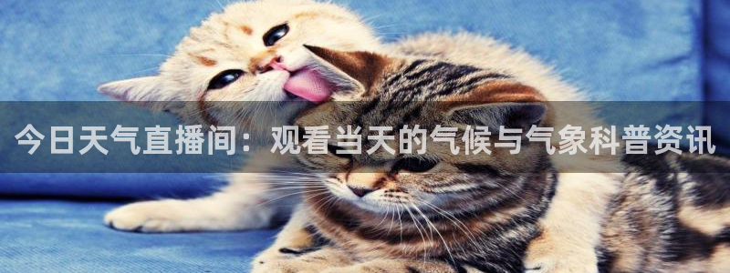 山猫体育免费直播平台